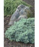 item_number=3681 Juniperus horizontalis 'Monber' Icee Blue Juniper Item #4990 Zone: 3-9 An exceptional introduction that exhibits the best silver-blue winter color of the groundcover junipers.