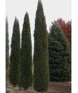 Juniperus virginiana 'Grey Owl' Grey Owl Juniper Item #5414 Zone: 4-9 A finely textured evergreen shrub with arching branches clothed in soft, silver-gray foliage.