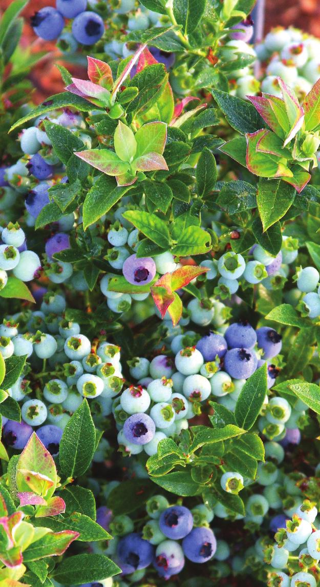 Edibles Attractive as Ornamentals and Prolific Fruit-Bearing, too!