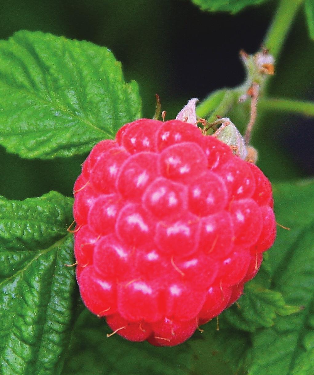 We are pleased to partner with another outstanding breeder, Fall Creek Farm and Nursery, to bring you three exciting selections from their new BrazelBerries collection.