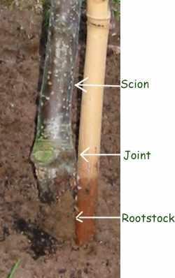 ROOT STOCK Tree divided in two Fruiting top Rooting bottom Seeds do not reliably grow true to parent Early 1900s, UK research developed dwarfing Developed for