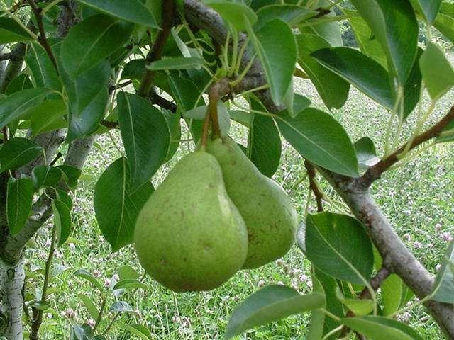 PEARS - EUROPEAN Fall pears: store for 4-6
