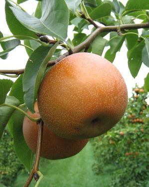 ASIAN PEARS Susceptible to bacterial canker Early blossoming can result in frost damage and
