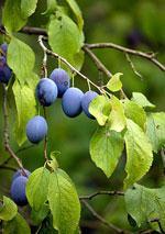 PLUMS Types