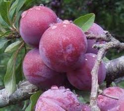 PLUMS - JAPANESE Cling Stone Methley Beauty