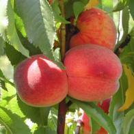 PEACHES Problematic for Western Washington