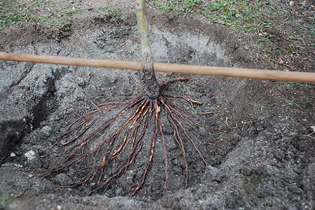 Spread out roots over soil cone.