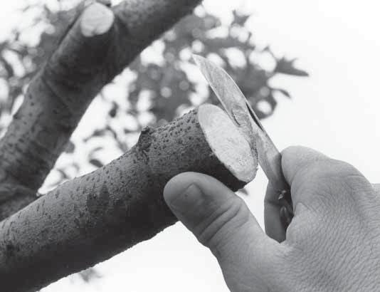 GRAFTING TECHNIQUES TO TOPWORK EXISTING TREES T-budding is often used to topwork apple and pear trees 3 years of age of less.
