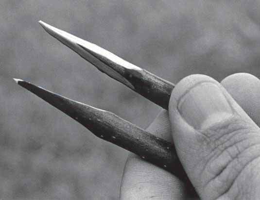 After growth begins, the bark graft is used. To cleft graft, cut the desired limbs off and smooth around the edges (Figure 13).