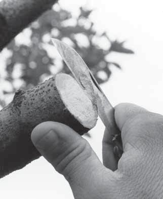 Otherwise, wind may blow the unsupported grafts off. Bark Grafting This is another method used to change varieties of trees too large to T-bud.