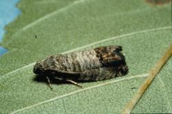 Codling Moth Primary internal fruit pest of apple & pear Spends the winter as an immature caterpillar under tree bark