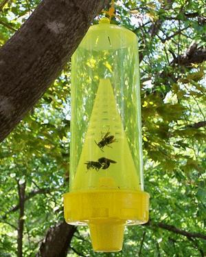 Wasp Traps Place around perimeter of garden and yard and in spots slightly away from high human activity Yellow jacket predator/scavenger