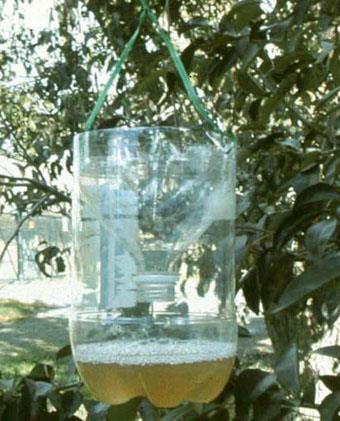 European paper wasp fruit-eater Homemade trap - liter plastic bottle with diluted fruit juice (1 part juice: 10 parts water) ferment