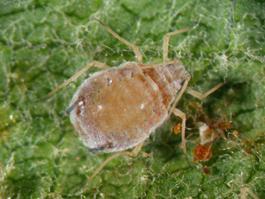 growth Protect young trees, older trees can tolerate more aphid feeding
