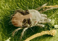 Spider Mites Feed on leaves; produce webbing; injury appears as white speckles;