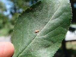 trees Avoid multiple applications of pyrethroid insecticides Biological control: