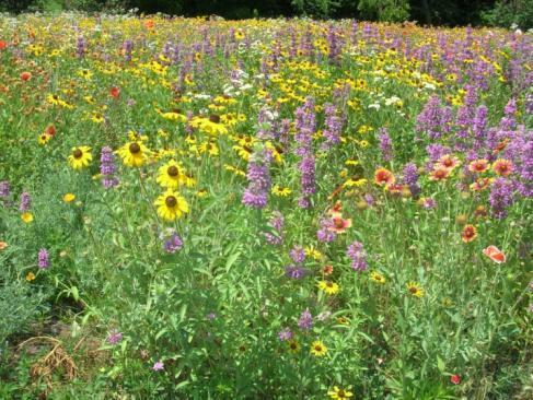 Beneficial Insects & Pollinators Need a Diverse