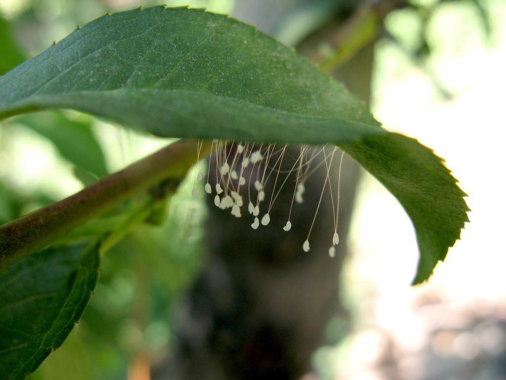 Lacewing eggs are laid on stalks Green Lacewing