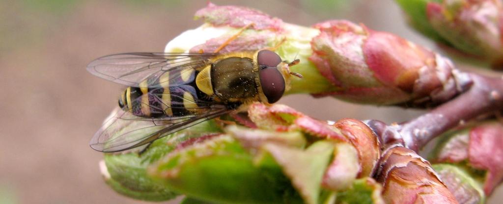 Syrphid or Hover Fly Adult