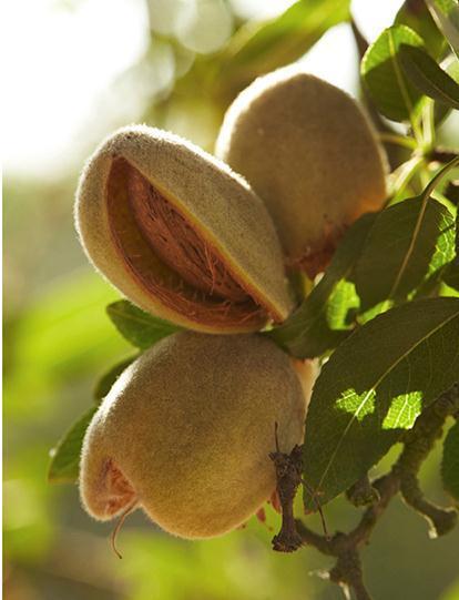 What to Consider: Almond Rootstocks Bob Curtis, Almond Board of California (Moderator) Katherine Pope,