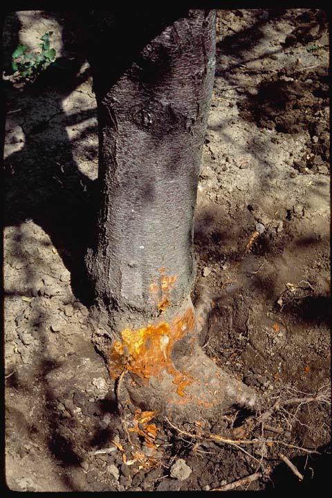 Specific Site Challenges Phytophthora