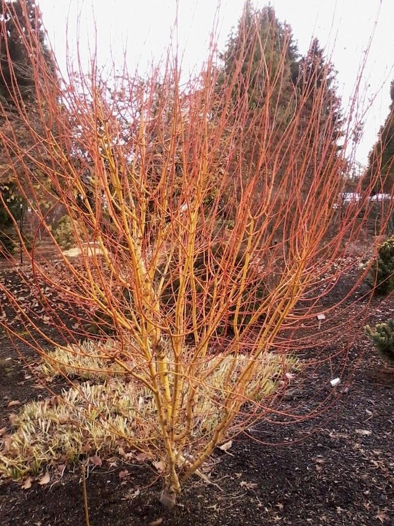 'Bihou' has fall color which is yellow sometimes blended with orange. In winter the bark turns orange - yellow and glows! Grows 15'tall and 8-10 wide.