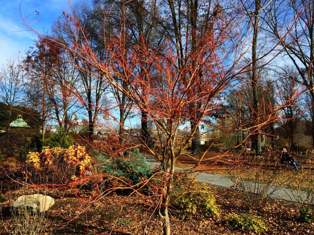 'Japanese Sunrise' is currently one of my very favorite cultivars for its multi-colored winter bark. One side of the tree will be bright red while the other side is a bright yellow.
