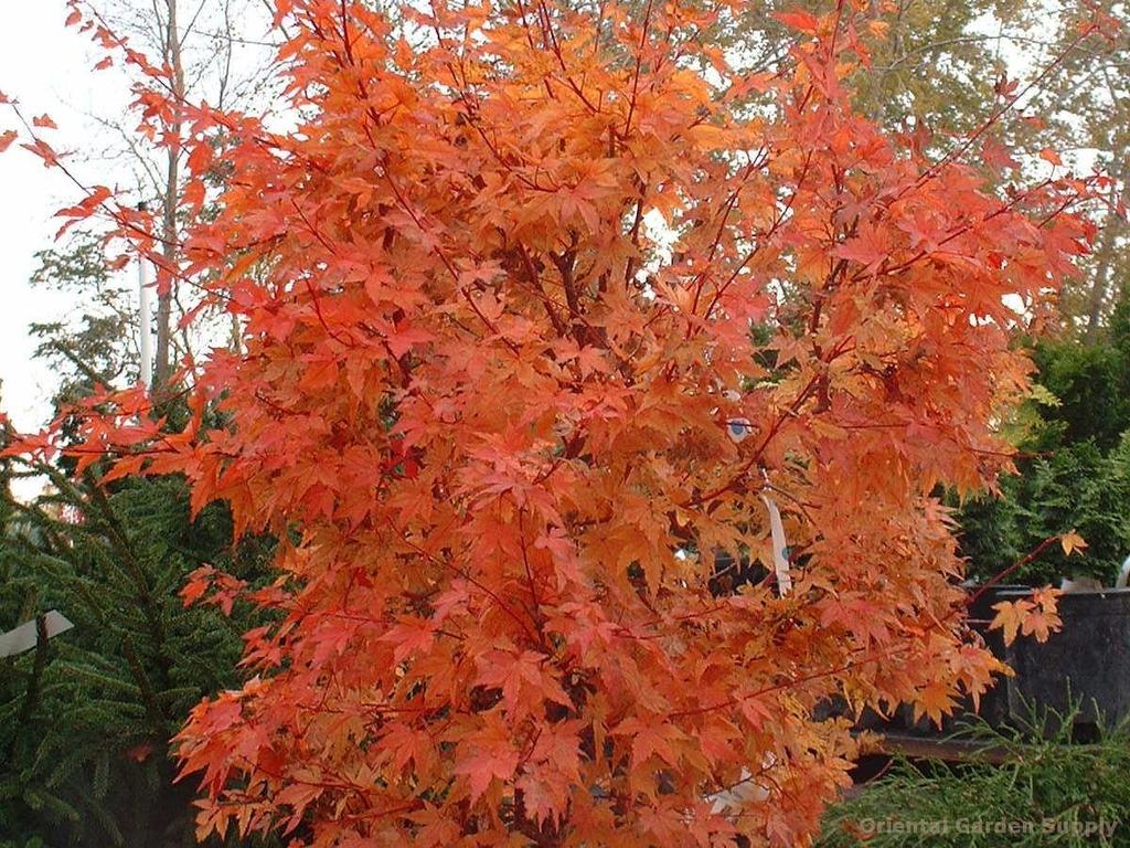 Grows up to 25 tall and 20 wide. 'Winter Flame' has showy red winter bark.