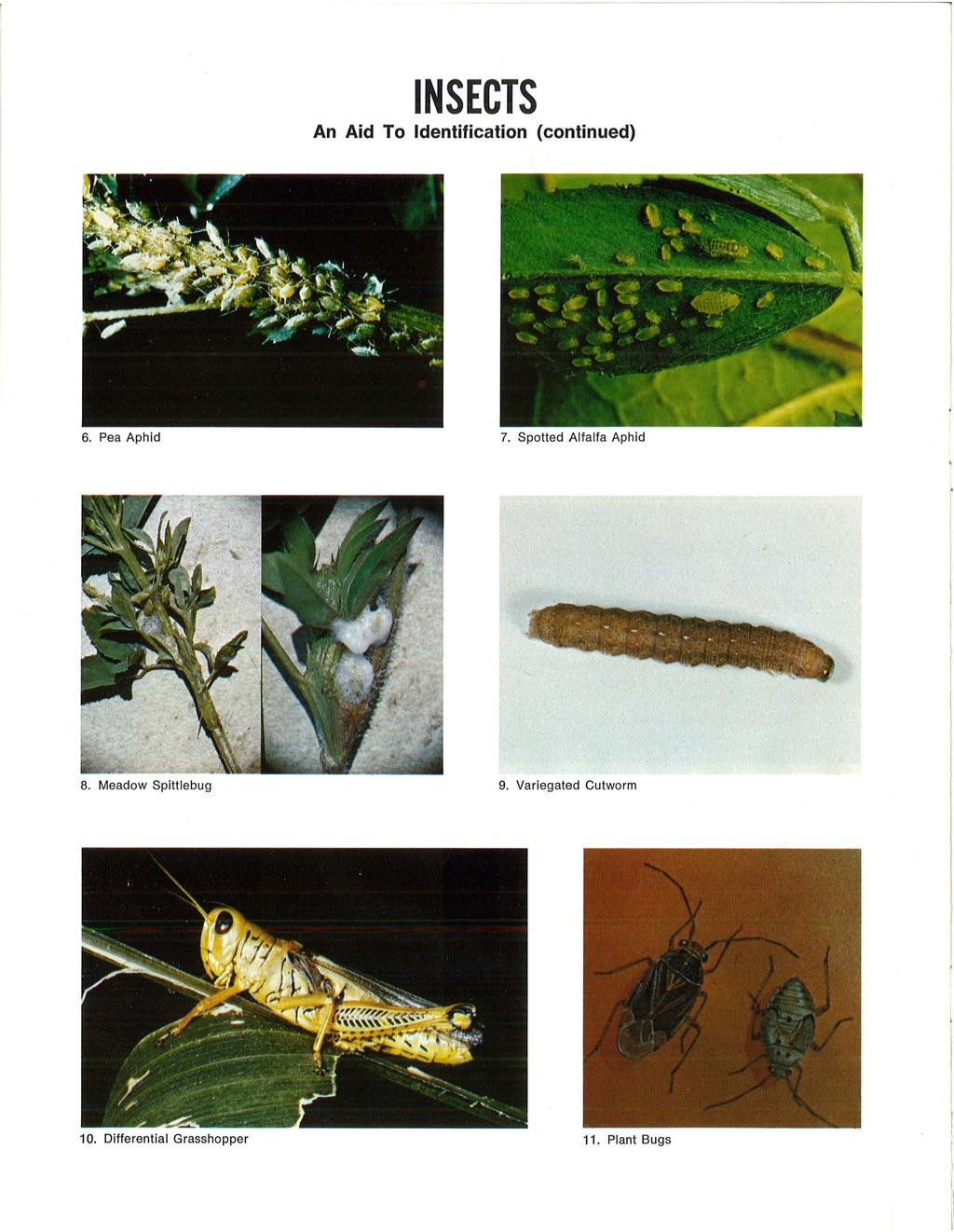 u ~ ' ~.; INSECTS An Aid To Identification (continued) 6. Pea Aphid 7. Spotted Alfalfa Aphid :,, :. '~ -.