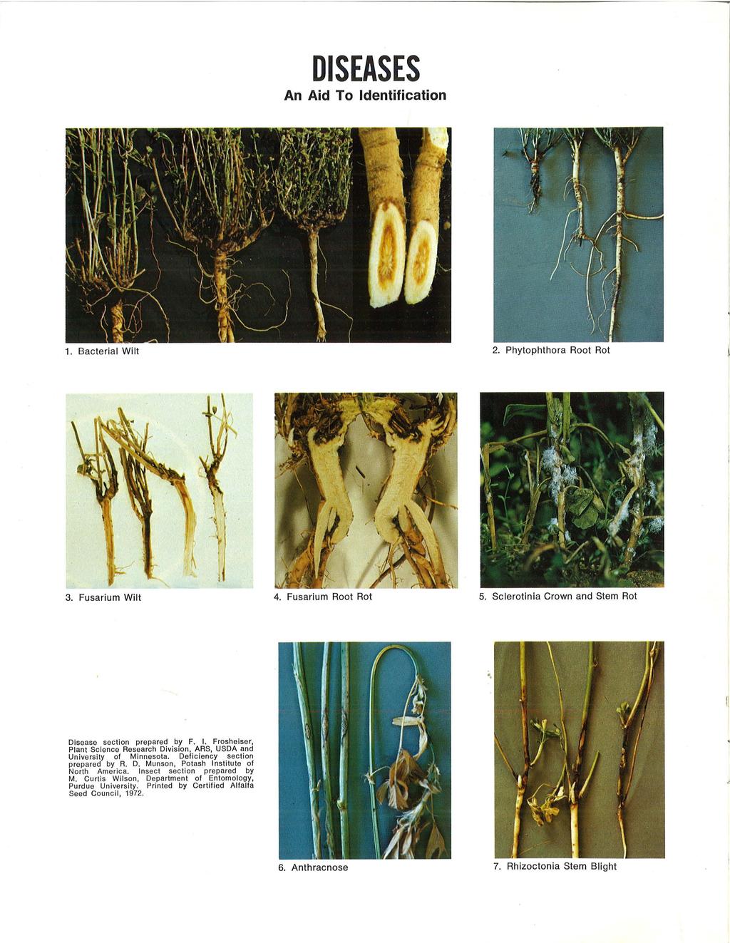 DISEASES An Aid To Identification 1. Bacterial Wilt 2. Phytophthora Root Rot 3. Fusarium Wilt 4. Fusarium Root Rot 5. Sclerotinia Crown and Stem Rot. Disease secti on prepared by F. I. Frosheiser, Plant Sc ience Research Division, ARS, USDA and University of Minnesota.