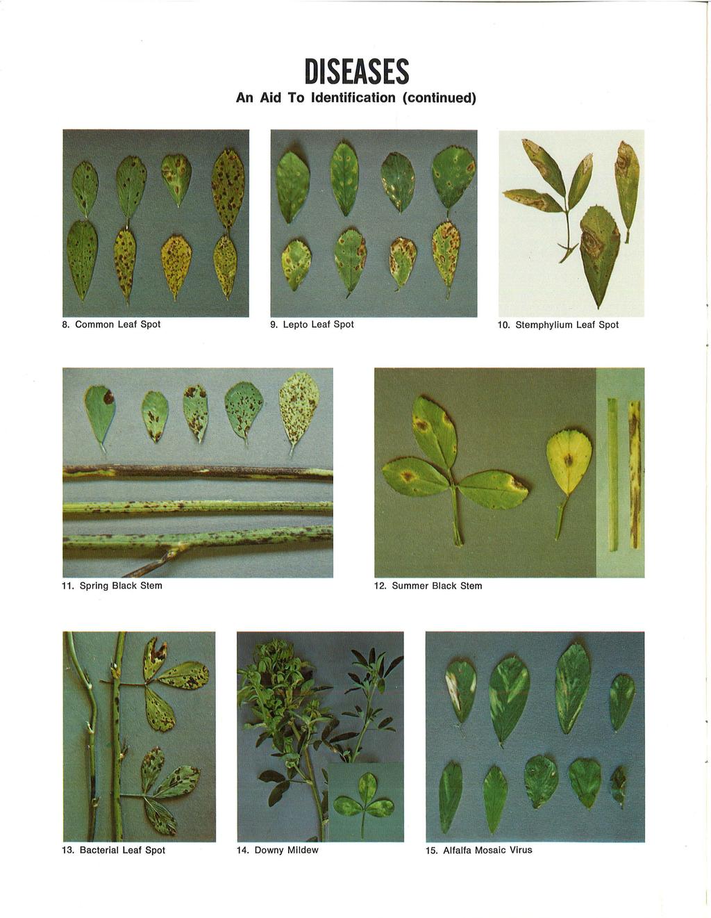 DISEASES An Aid To Identification (continued) 8. Common Leaf Spot 9. Lepto Leaf Spot 10.