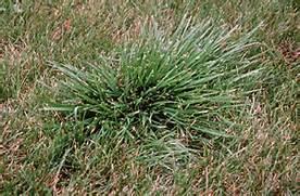 Tall fescue in a