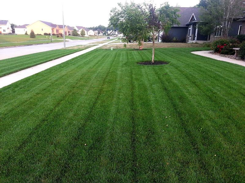 High Maintenance Lawns Require regular fertility, irrigation, and weed control Frequent