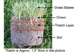Scarifying: Removing thatch Frequency depends on species. Bluegrass and ryegrass have less thatch build-up than fine fescues.