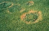 Necrotic Ring Spot Effects mostly bluegrass with some impact on fine fescues and annual bluegrass.