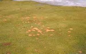 SNOW MOLD Can be white or pink Will typically go away on its own after a couple of