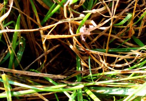 RED THREAD Impacts perennial ryegrass. Creates a web of dead grass.