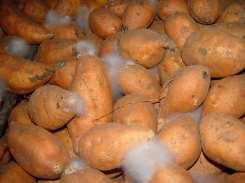 also Rhizopus Soft Rot on Sweet Potatoes Potato