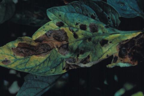 Alternaria solani (early blight) Septoria lycopersici (Septoria leaf spot) Phytophthora