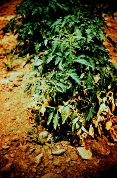 amine rather than ester forms of herbicides Cause: Streptomyces scabies Potato Carrot Other root crops Environmental trigger: High soil ph Common Scab