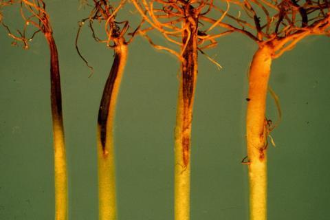 Root Rots Routinely rotate crops DO NOT over-water DO NOT over-mulch Bacterial Soft Rot Cause: