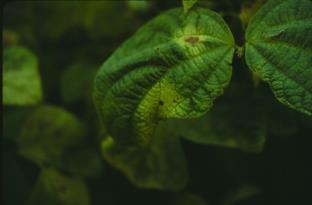 ) Bean Leaf Diseases Common Rust