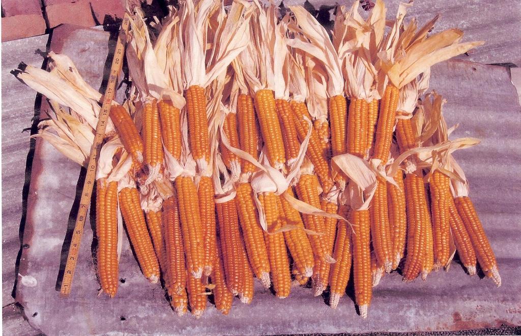 Maize can be