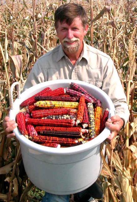 Maize brings to us the colors of the