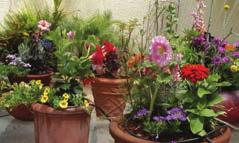 We recommend dividing the containers, pots and hanging baskets into groups with similar sizes and similar