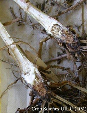 SCOUTING FOR STALK ROT TWO DIFFERENT METHODS CAN BE USED TO SCOUT OUT STALK ROTS: 1) PUSH TEST: Randomly select 20 plants from five different areas of the corn field (100 plants total).