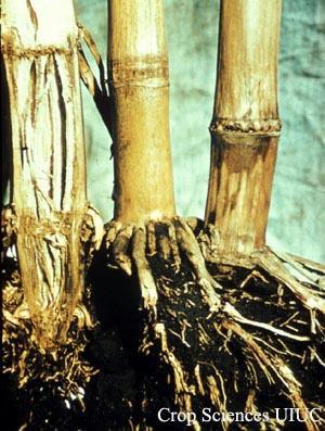 Regardless of which method is used, if 10 to 15 percent of the plants are lodged, stalk rot is prevalent in the field.