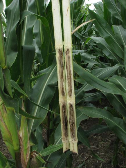 ANTHRACNOSE STALK ROT: Anthracnose may occur as a late season foliar disease, a top kill, a stalk rot or a combination of all of these.