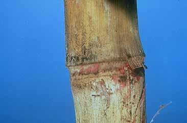 Gibberella stalk rote, rotting of stalk pith and pink coloration GIBBERELLA STALK ROT: Gibberella is one of the most common stalk rots throughout the