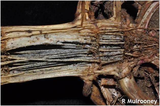 CHARCOAL STALK ROT: Charcoal stalk rot is found primarily in the southern part of the midwest corn belt where there are extended